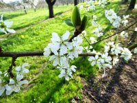 11 Cerisiers en fleurs dans l&#39;Ortenau Mösbach 10 04 2016 11